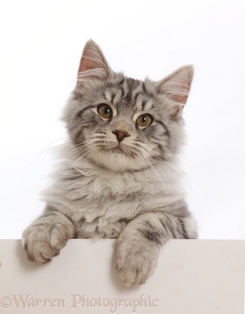 Silver tabby kitten, Blaze, 4 months old, with paws over, white background