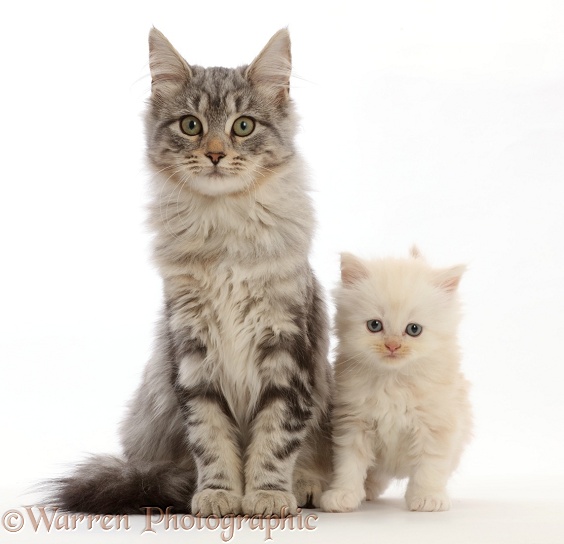 Silver tabby kitten, Freya, 4 months old, with unrelated cream Persian-cross kitten, white background