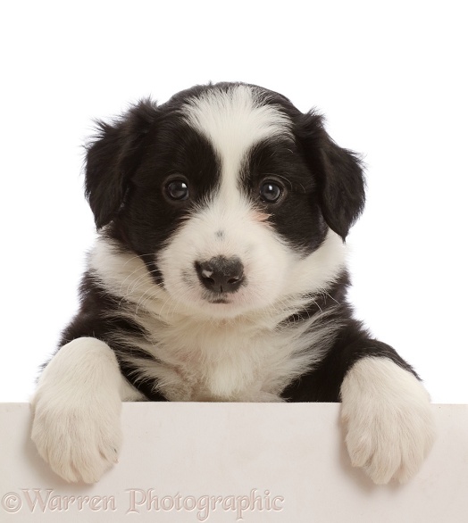 Black-and-white Border Collie puppy, with paws over, white background