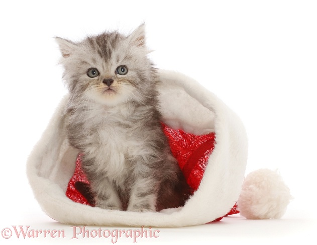 Silver tabby Persian-cross kitten, 7 weeks old, in a Father Christmas hat, white background