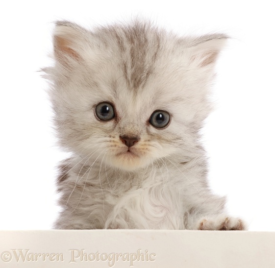 Silver tabby Persian-cross kitten, with paws over, white background