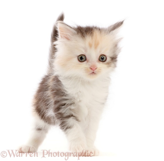 Tortoiseshell Persian-cross kitten, white background