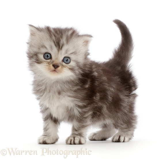 Silver tabby Persian-cross kitten, white background