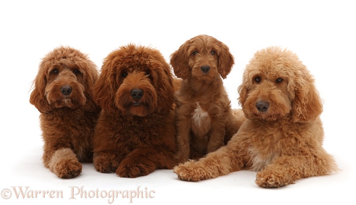 Three Australian Labradoodles adults and a puppy, white background
