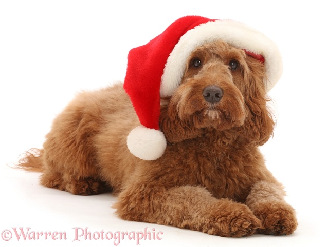 Australian Labradoodle wearing a Father Christmas hat, white background
