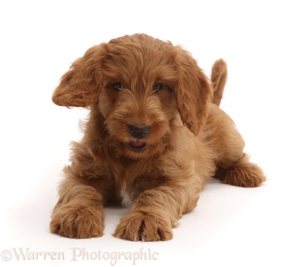 Playful Australian Labradoodle puppy, white background