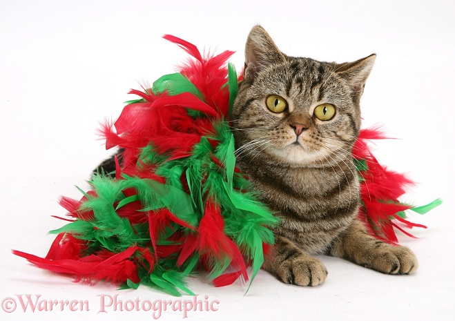 Tabby cat, Tiger Lily, wrapped in a feather bower, white background