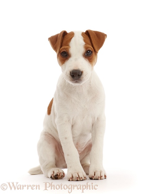 Jack Russell Terrier puppy, Bertie, 11 weeks old, sitting, white background