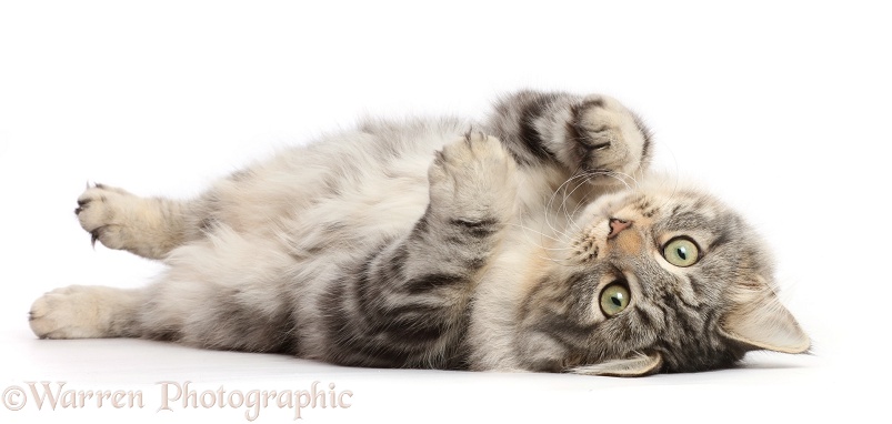 Silver tabby cat, Freya, 5 months old, rolling on her back, white background