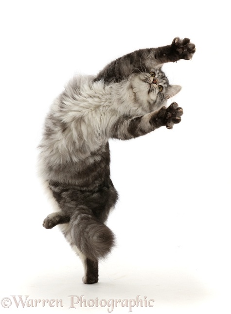 Silver tabby cat, Blaze, 7 months old, leaping up and turning, white background