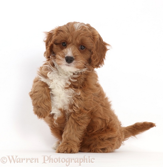 Cavapoo puppy sitting with raised paw, white background