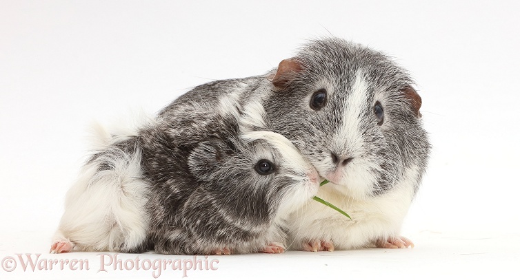Mother Guinea pig and baby sharing a blade of grass, white background