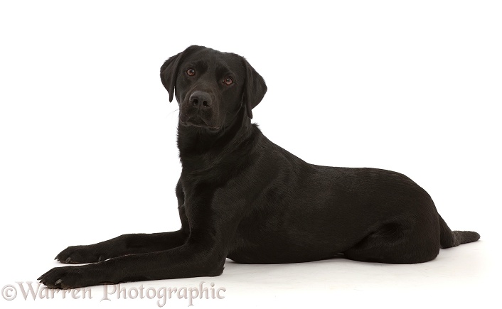 Black Labrador Retriever, white background