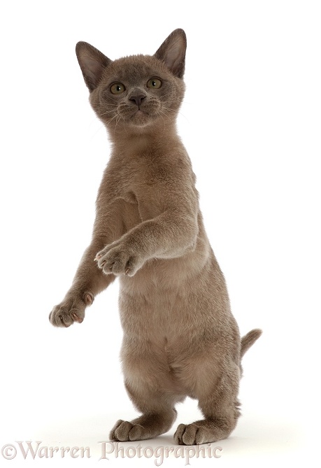 Burmese kitten, standing up, white background