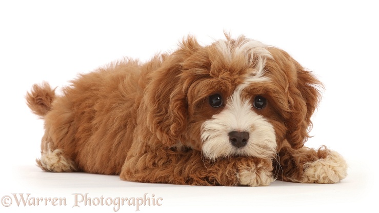 Cavapoo puppy with chin on paw, white background