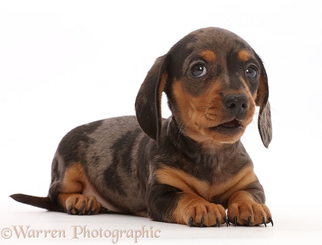 Dachshund puppy, mouth open, white background