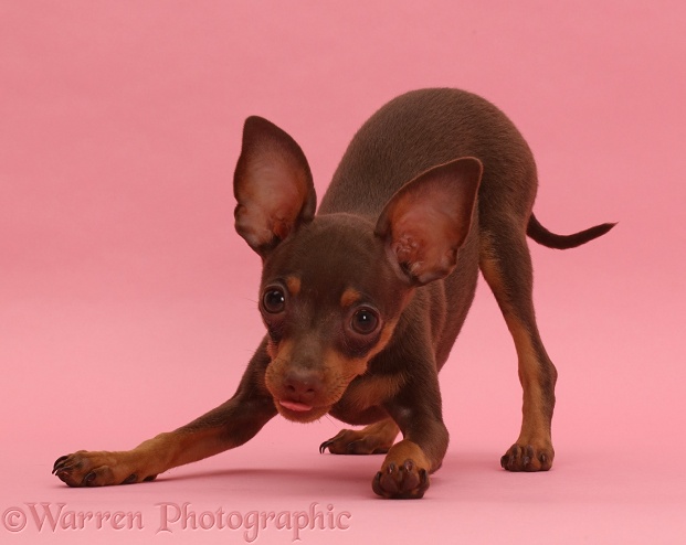 Brown-and-tan Miniature Pinscher puppy, in play-bow on pink