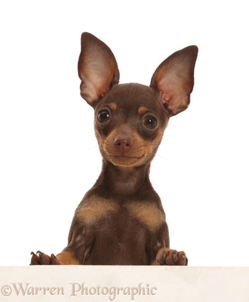 Brown-and-tan Miniature Pinscher puppy, paws over, white background