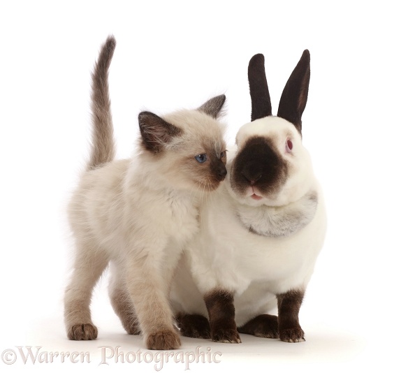 Ragdoll x Siamese kitten, 7 weeks old, snuggling up to colourpoint rabbit, white background