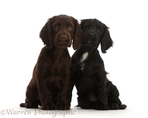 Black and Chocolate Cocker Spaniel puppies, white background