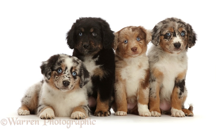 Four merle Mini American Shepherd puppies, white background