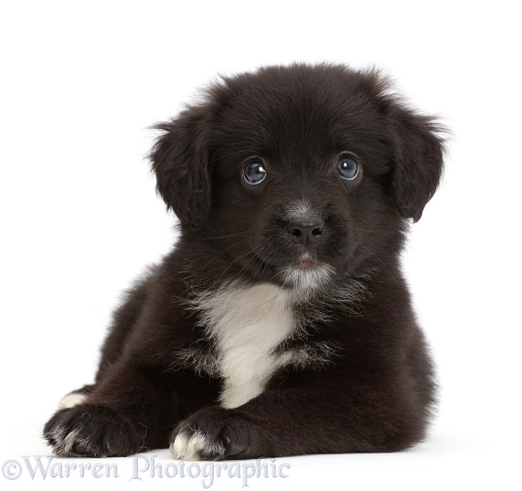 Black-and-white Miniature American Shepherd puppy, 5 weeks old, white background