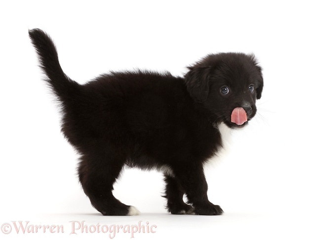 Black-and-white Miniature American Shepherd puppy, 5 weeks old, white background
