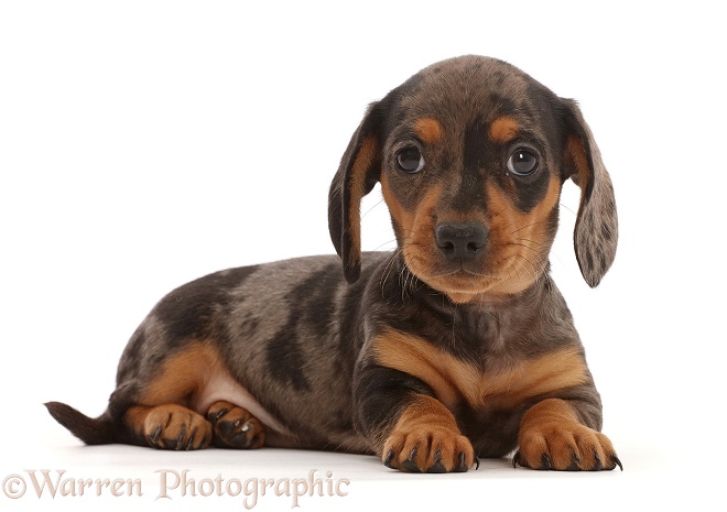 Dachshund puppy, lying with head up, white background