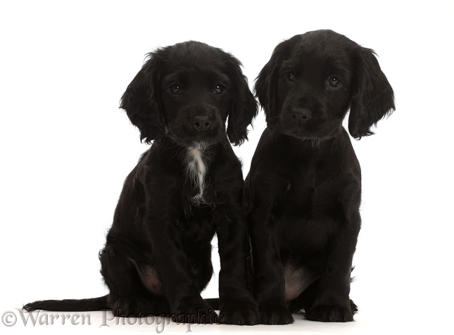 Two Black Cocker Spaniel puppies, white background