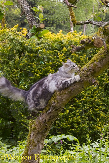 Silver tabby cat, Freya, 10 months old, climbing a tree