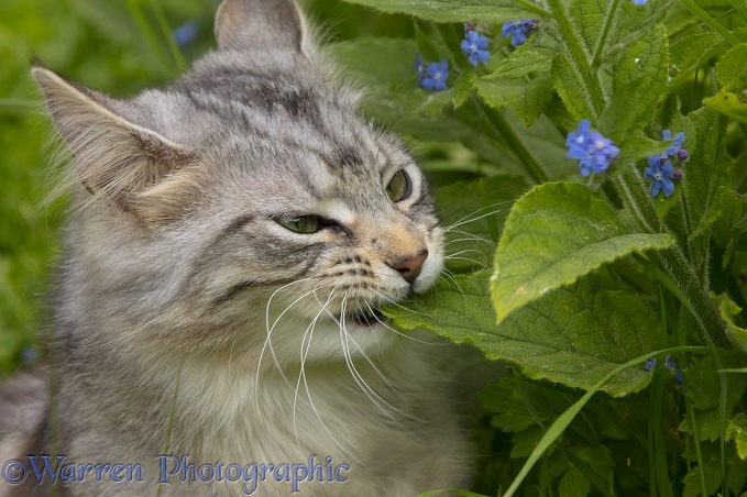Silver tabby cat, Freya, 10 months old, eating leaves