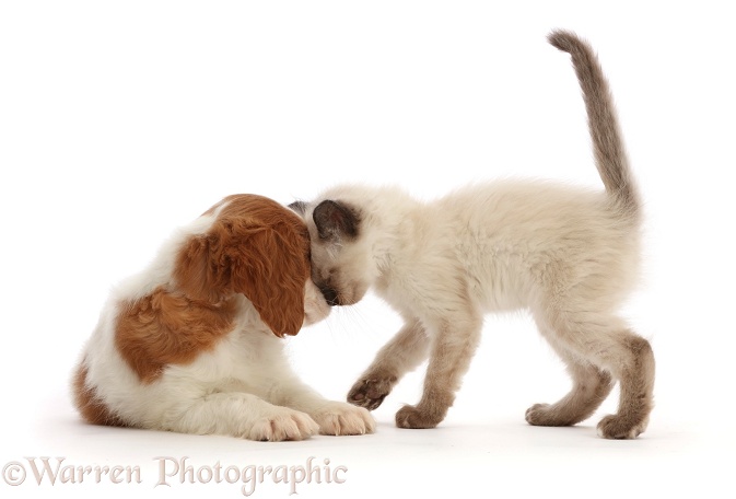Blenheim Cavalier King Charles Spaniel puppy, head-to-head with playful kitten, white background