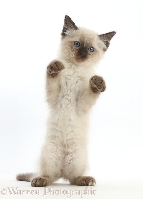 Ragdoll x Siamese kitten, 7 weeks old, standing with paws up, white background