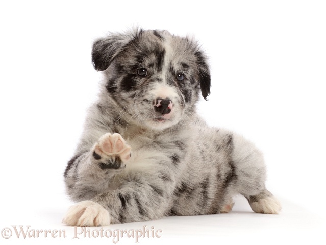 Merle Border Collie puppy, lying head up and raised paw, white background