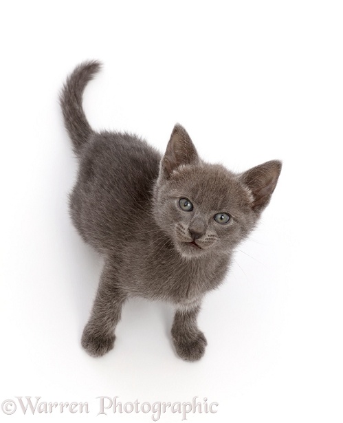 Blue kitten, sitting and looking up, white background