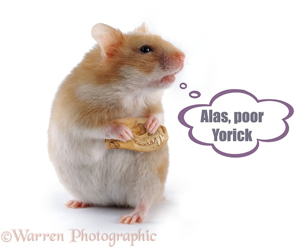 The Hammy Actor - Alas Poor Yorick, white background