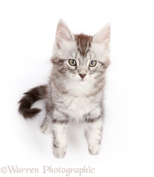 Silver tabby kitten, Blaze, 8 weeks old, sitting and looking up, white background