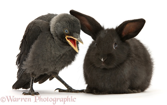 Baby Jackdaw (Corvus monedula) baby black rabbit, white background