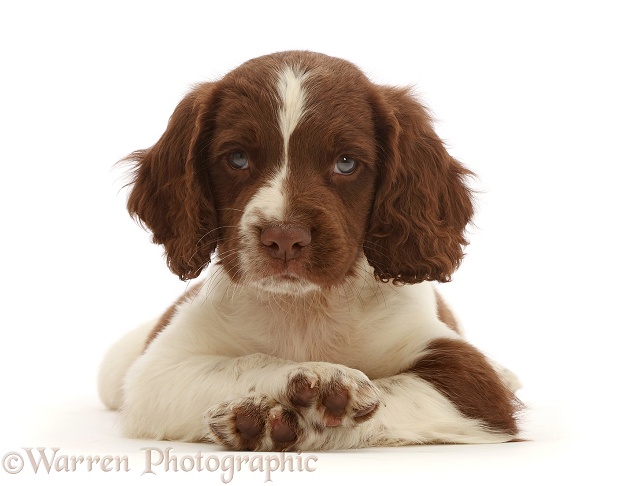 Working English Springer Spaniel puppy, 7 weeks old, lying with head up and crossed paws, white background