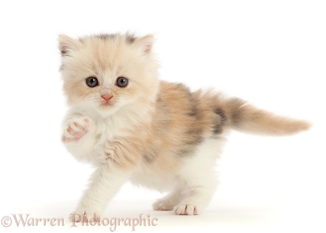 Cream tortoiseshell kitten, 5 weeks old, pointing a paw, white background
