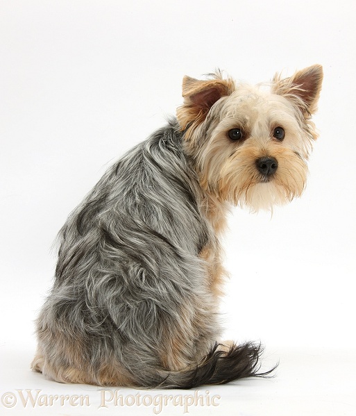 Yorkshire Terrier bitch, Evie, 6 months old, back view, looking over shoulder, white background