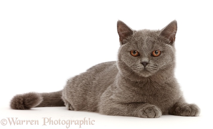 Blue British Shorthair kitten, white background