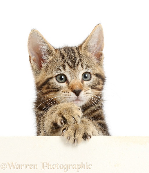 Tabby kitten, Picasso, 8 weeks old, paws over, white background