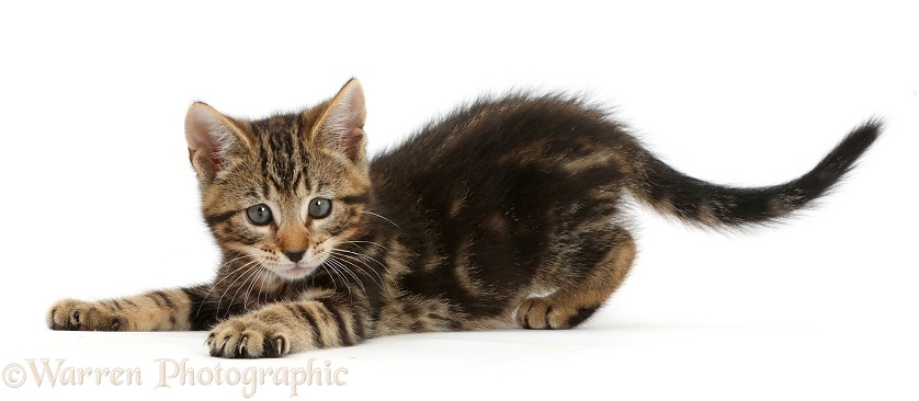 Tabby kitten, Picasso, 9 weeks old, in play-bow stance, white background