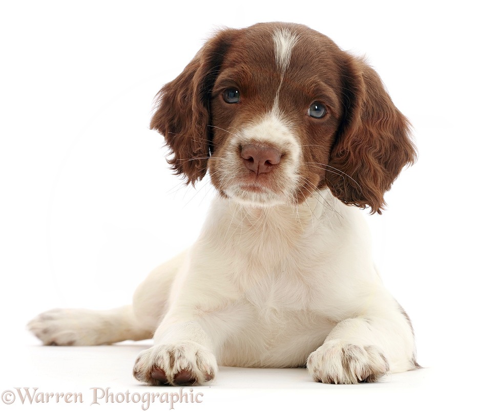 Working English Springer Spaniel puppy, 7 weeks old, lying with head up, white background