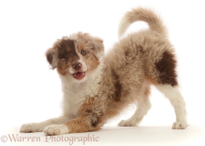 Red merle Cadoodle puppy, 10 weeks old, in play-bow, white background