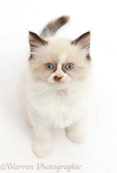 Persian-x-Ragdoll kitten, 7 weeks old, sitting and looking up, white background