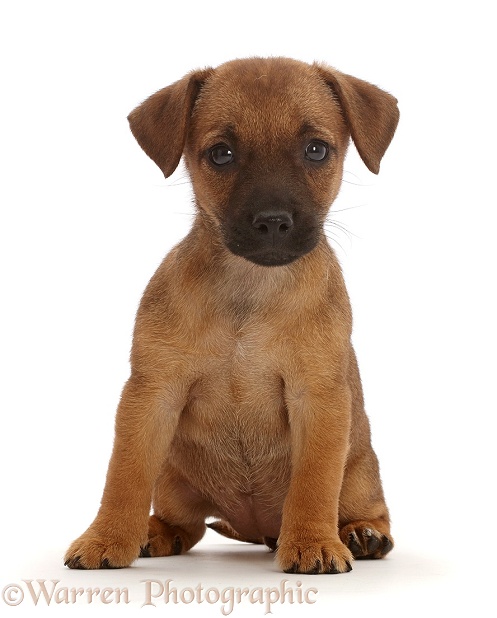 Brown Jack Russell x Border Terrier puppy sitting, white background