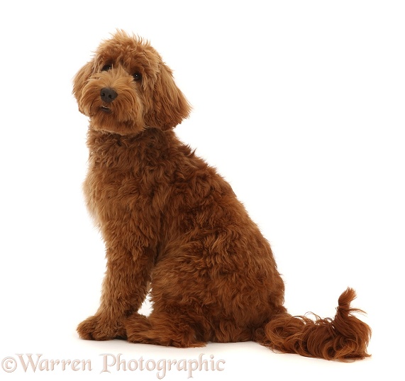 Australian Labradoodle, sitting and looking over shoulder, white background