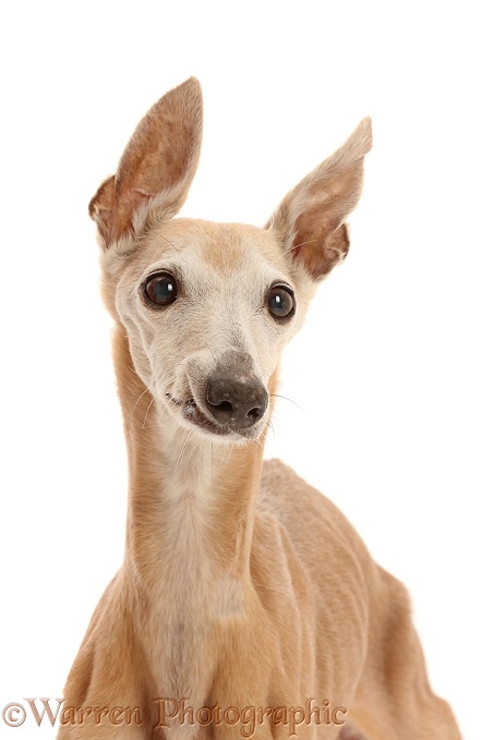 Elderly rescue whippet, 15 years old, white background